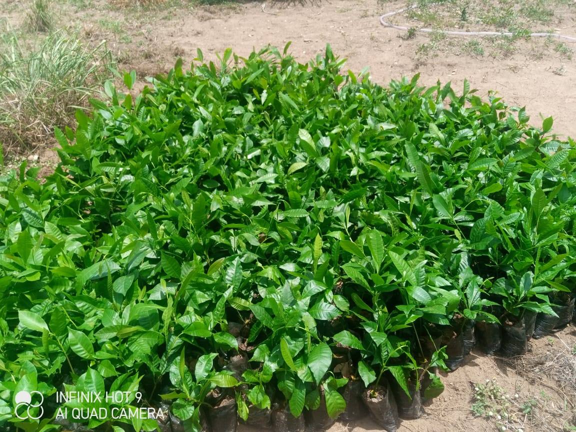 Several hundred Brazilian Jumbo Cashew seedlings in black nursery bags, gathered on sandy ground before distribution.